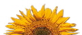 Voba-Sonnenblume Voba-Sonnenblume